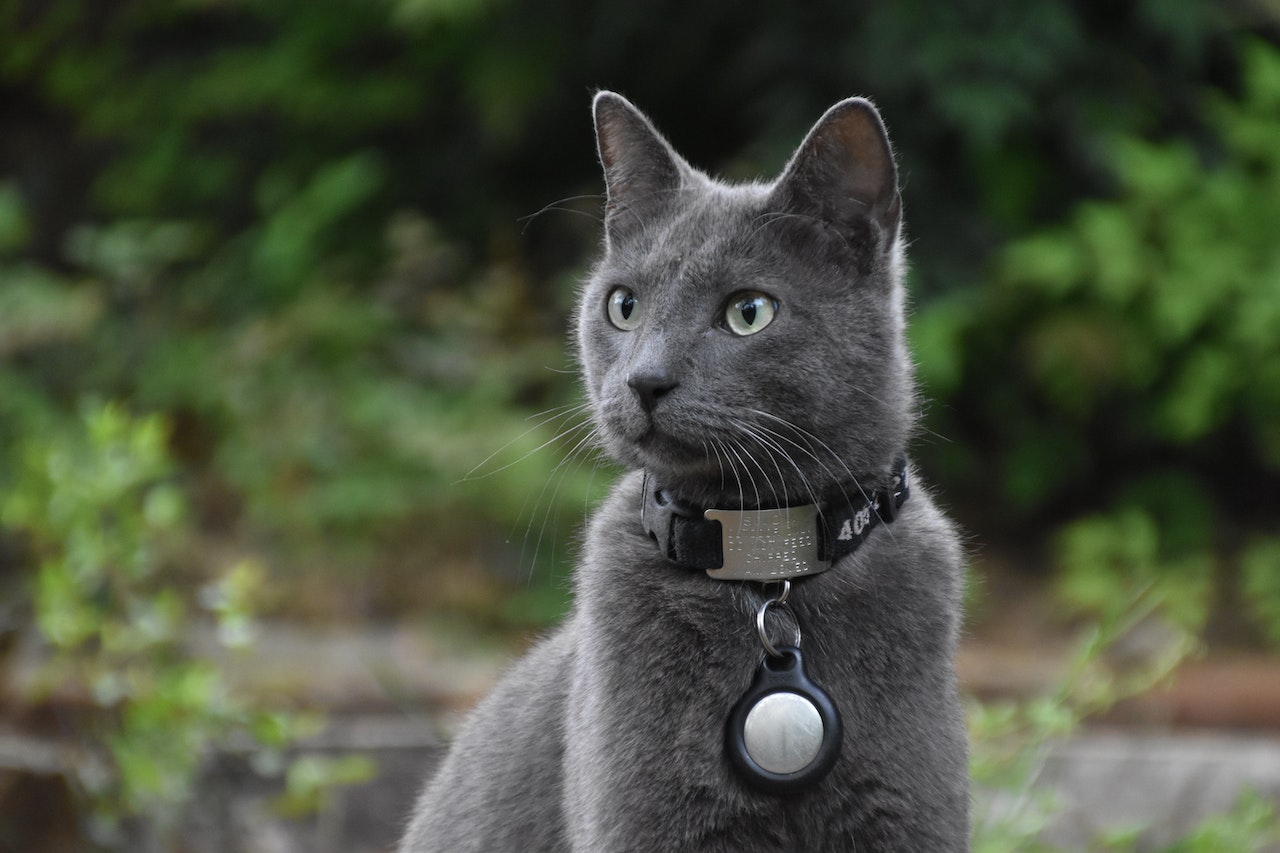 Cat is wearing a collar with an airtag attached to it